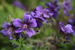 Sommerblumen