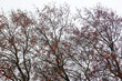 Photo: Naked Trees Naked Trees