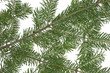 Photo: Fir boughs on white background Fir boughs on white background