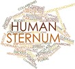 Word cloud for Human sternum