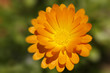 Foto: Blüten Nahaufnahme - Orange Blüten Nahaufnahme - Orange