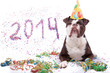 Hund feiert 2014