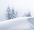 Foto: Verschneite Tannenbäume Verschneite Tannenbäume