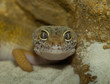 smiling leopard gecko face