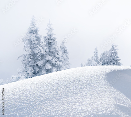 Photo: Verschneite Tannenbäume Verschneite Tannenbäume