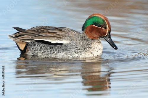 Photo: Alzavola Alzavola