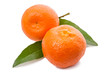 Two tangerines with leaves