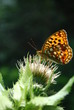 Foto: Schmetterling Schmetterling