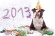 Hund feiert 2013