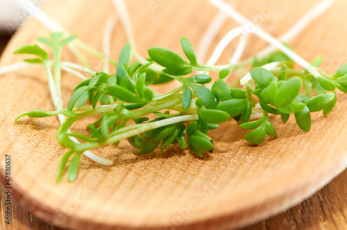 Photo: Lepidium sativum Lepidium sativum