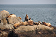Colony of sea lions at Resurrection Bay  (Alaska)