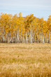 Grass Field with Aspen Trees