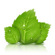 green leaves