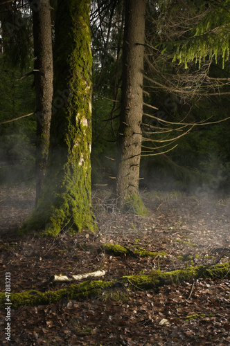 Photo: Fog in a wood Fog in a wood