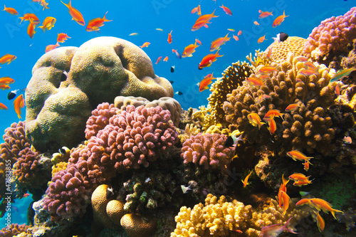 Photo: Coral and fish Coral and fish