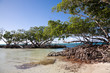 Mangroves, Cuba