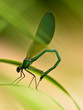 Damselfly on a leaf