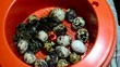 Hatching of quail