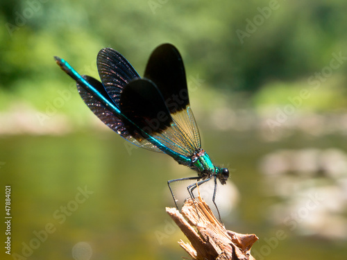 Photo: Damselfly on a twig Damselfly on a twig
