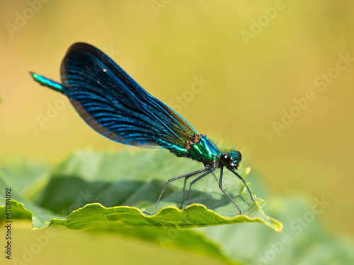 Photo: Damselfly on a leaf Damselfly on a leaf