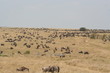 Die Wanderung der Tiere 