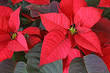Photo: Poinsettia Red Flower Poinsettia Red Flower
