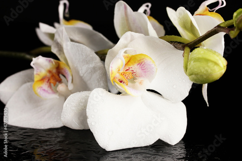 Photo: beautiful white orchid, on black background beautiful white orchid, on black background