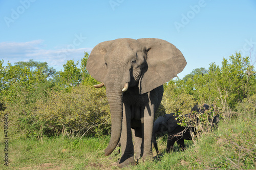 Photo: elephant elephant