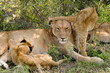 lioness & young lions