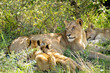 lioness & young lions