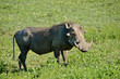 warthog