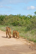 lioness & young lions