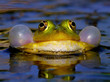 Croaking Bubble Frog