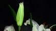 White lily. Timelapse.