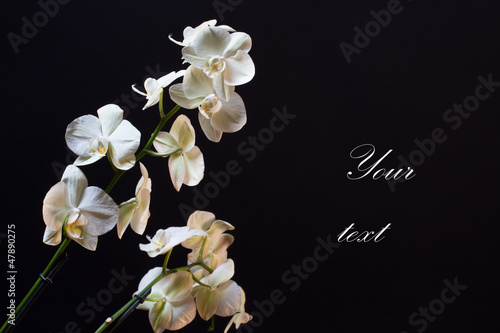 Photo: Orchid flower Orchid flower