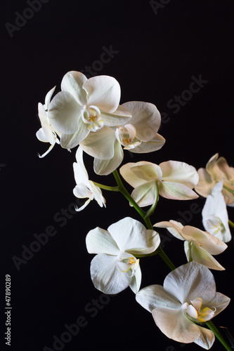 Photo: Orchid flower Orchid flower