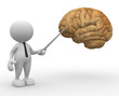 Brain