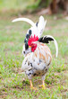 Photo: White Bantam White Bantam