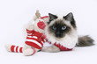 Photo: Ragdoll cat dressed up Ragdoll cat dressed up