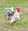 Photo: White Bantam White Bantam
