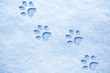 cat paw tracks on the snow
