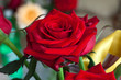 Beauty Red Roses