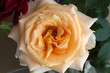 Beauty Red Roses