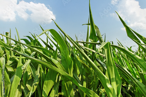 Photo: Field of green corns. Field of green corns.