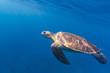 Hawksbill sea turtle