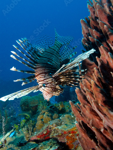 Photo: common lionfish (Pterois volitans) common lionfish (Pterois volitans)