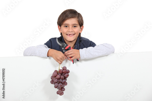 Photo: Boy holding a bunch of grapes and shears Boy holding a bunch of grapes and shears