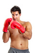 Photo: Boxer Boxer