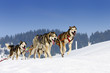 Photo: sportive dogs sportive dogs