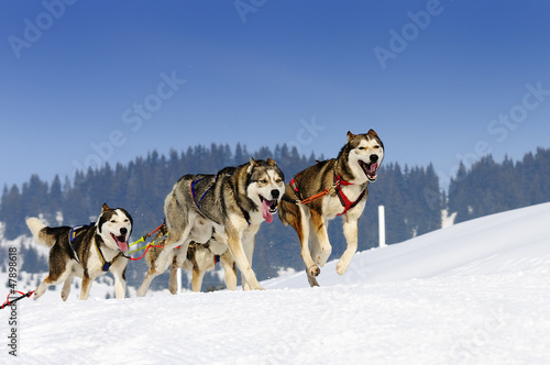 Photo: sportive dogs sportive dogs